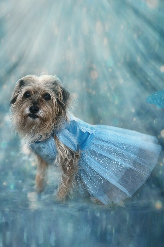 cute small dog dresses Amazon.com : Adorable Dog Dress- Perfect Dog Girl Outfits for Extra Small Chihuahua, Yorkie, Teacup & Dachshund. Fitwarm Dog Clothes, Matching Outfits for Dogs & Owners, Dog Wedding Dress. (Medium) : Pet